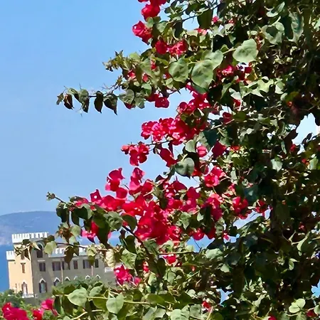 Bloom Alghero